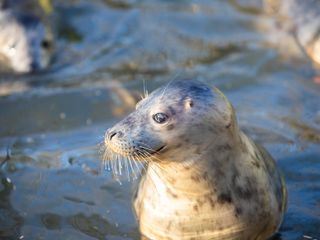 Dodo Heroes - Aus Liebe zu Tieren