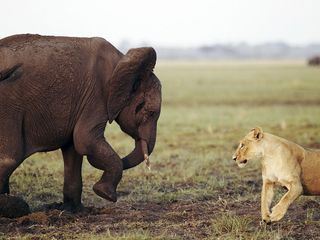 Kampf der Giganten - Loewen gegen Elefanten