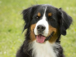 Loewenzaehnchen - Eine Schnueffelnase auf Entdeckungstour