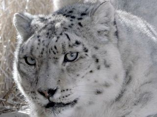 Kirgistan: Hoffnung fuer die Schneeleoparden