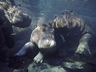 Hippos - ganz nah! Das geheime Leben der Flusspferde