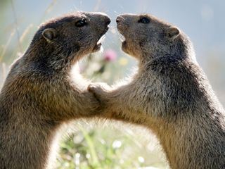Wilder Fruehling - Tierische Liebe zwischen Oberrhein und Zugspitze