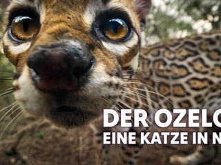 Der Ozelot Der Ozelot