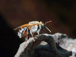 Peru: Stachellose Bienen, Retter des Regenwaldes
