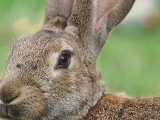 Tierisch schlau!