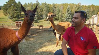 Tierarzt Dr. Jeff - Der Rocky Mountain Doc