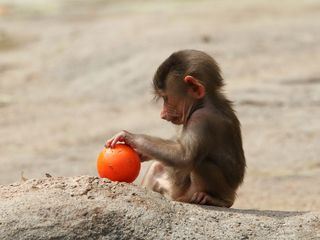 Das Waisenhaus fuer wilde Tiere