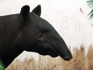 Elefant, Tiger & Co.