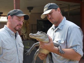 Floridas Python-Jaeger