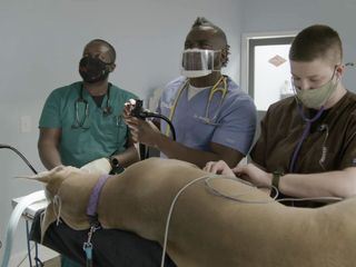 Critter Fixer: Zwei Tieraerzte fuer alle Felle