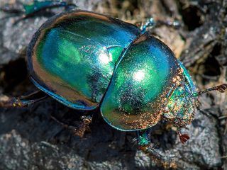 Fabelhafte Insekten