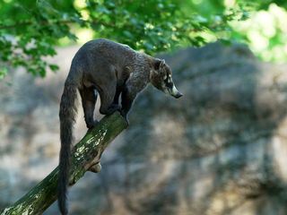 Leopard, Seebaer & Co.