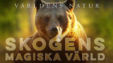 Vaerldens natur: Skogens magiska vaerld