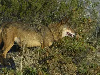 Portugal - wild und ungezaehmt