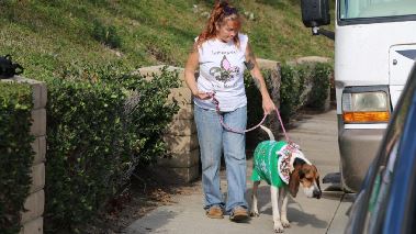 Pitbulls auf Bewaehrung
