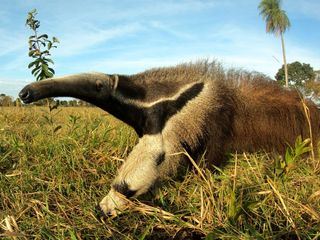 Das Pantanal - Brasiliens geheimnisvolle Wasserwelt