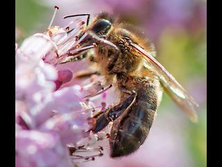 Ziemlich wilde Bienen