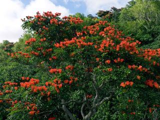 Hawaii (2) - Inseln der wilden Wunder