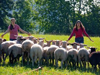Tiere bis unters Dach