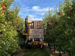 Apfelsaft, Cidre und Schorle