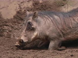 Giraffe, Erdmaennchen & Co.