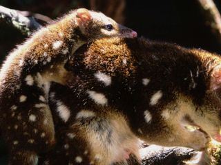 Tierbabys ganz gross