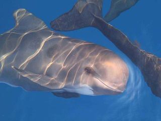 Welt der Wale: Pelagos Welt der Wale: Pelagos