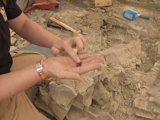 Geheimnisse der Jurassic-Saurier