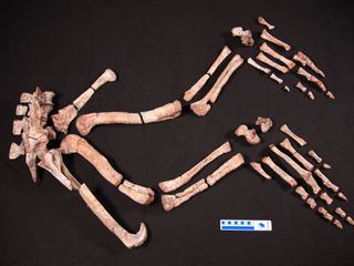 Jurassic C.S.I. Jurassic C.S.I.