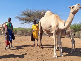 Kenia: Die Milch der Dromedare