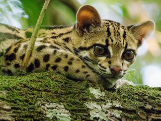 Costa Rica - Das Jaguar-Paradies