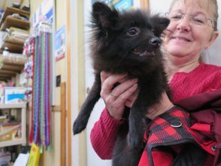 Der unglaubliche Dr. Pol