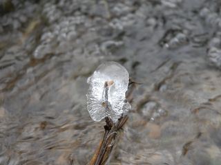 Im Zauberwald - Die Eiben von Paterzell