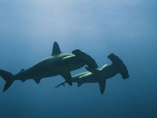 Naturwunder Hawaii Naturwunder Hawaii