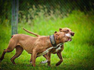 Pitbulls auf Bewaehrung