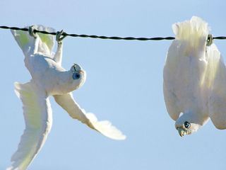 Highway durch Australien