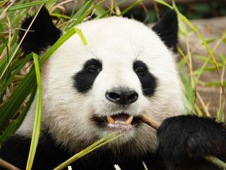 Chinas wilde Geheimnisse