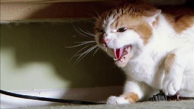 Der Katzenfluesterer