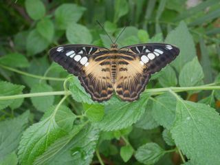 Die Superkraefte der Tiere