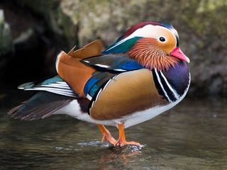 Geheimnisvolle Parktiere - Wildes Leben in der Stadt