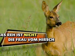 Das kleine 1x1 der Artenkunde