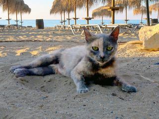 Der Strand