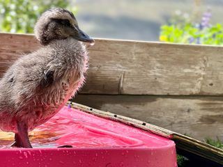 Island - Die wertvollsten Daunen der Welt