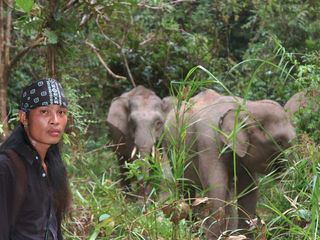 Borneos Zwergelefanten
