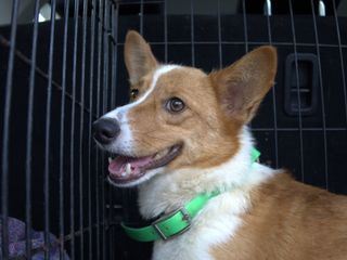 Der unglaubliche Dr. Pol