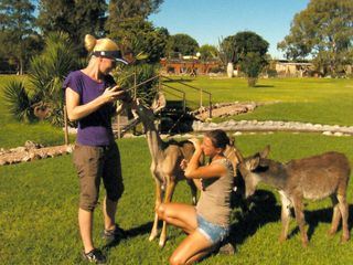 Das Waisenhaus fuer wilde Tiere