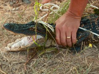 Lone Star Law - Die Gesetzeshueter von Texas