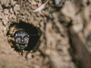 Wo die wilden Bienen wohnen