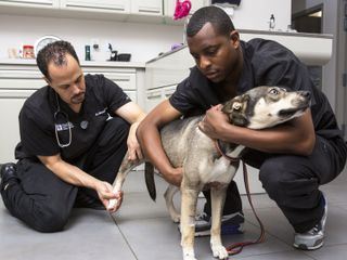 Die Tieraerzte von Houston