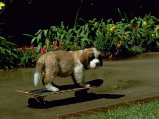 Eine Familie namens Beethoven